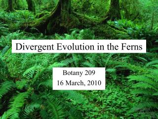 Divergent Evolution in the Ferns