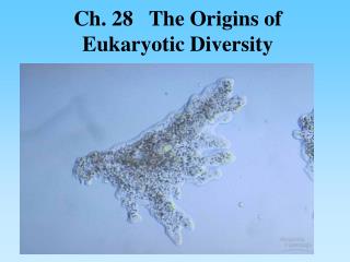 Ch. 28 The Origins of Eukaryotic Diversity