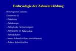 Embryologie der Zahnentwicklung