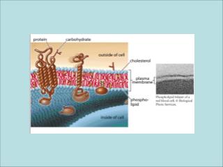 Ogni membrana cellulare ha una faccia esoplasmica e una citosolica
