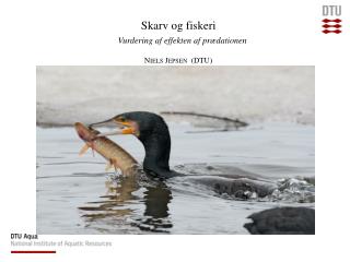 Skarv og fiskeri Vurdering af effekten af prædationen Niels Jepsen (DTU)