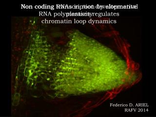 Non coding transcription by alternative RNA polymerases regulates chromatin loop dynamics
