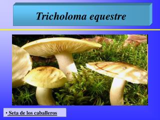 Tricholoma equestre