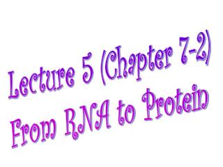 Lecture 5 (Chapter 7-2) From RNA to Protein