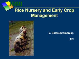 Rice Nursery and Early Crop Management