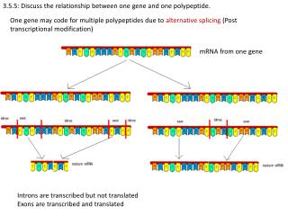 3.5.5: Discuss the relationship between one gene and one polypeptide.