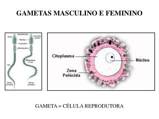 GAMETAS MASCULINO E FEMININO