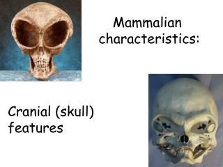 Mammalian characteristics: