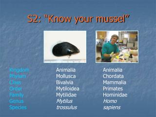 S2: “Know your mussel”
