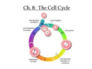 Ch. 8: The Cell Cycle