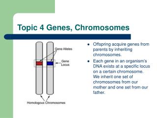 Topic 4 Genes, Chromosomes
