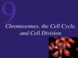 Chromosomes, the Cell Cycle, and Cell Division