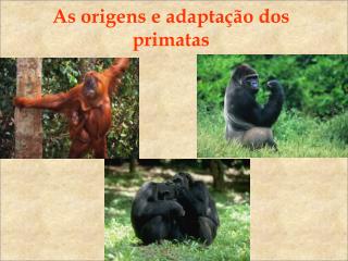 As origens e adaptação dos primatas
