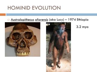 HOMINID EVOLUTION