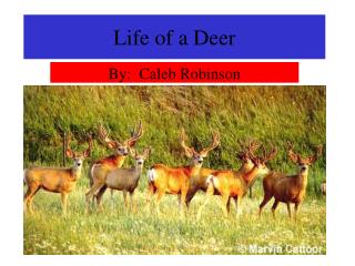 Life of a Deer