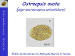 Ostreopsis ovata alga microscopica unicellulare