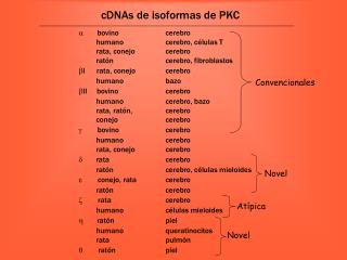 cDNAs de isoformas de PKC
