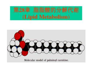 第 28 章 脂脂酸的分解代谢 (Lipid Metabolism)