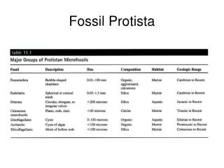 Fossil Protista