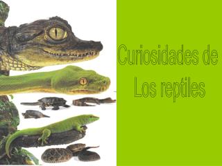 Curiosidades de Los reptiles