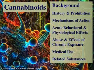 Background History & Prohibition Mechanisms of Action Acute Behavioral & Physiological Effects