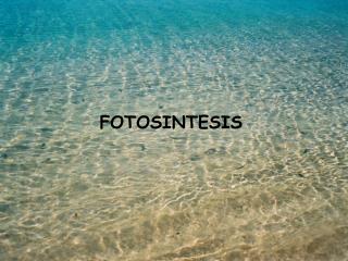 FOTOSINTESIS