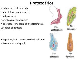 Protozoários