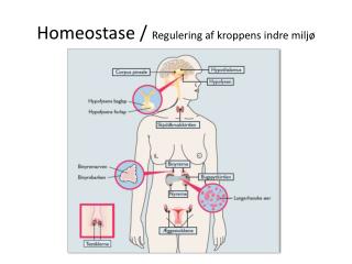 Homeostase / Regulering af kroppens indre miljø