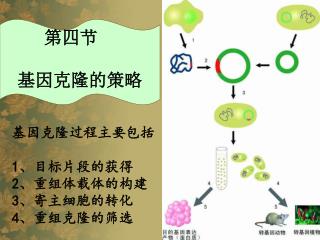 基因克隆过程主要包括 1 、目标片段的获得 2 、重组体载体的构建 3 、寄主细胞的转化 4 、重组克隆的筛选