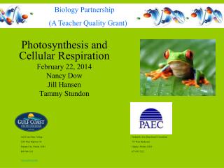 Photosynthesis and Cellular Respiration February 22, 2014 Nancy Dow Jill Hansen Tammy Stundon