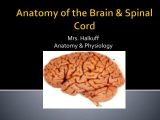 Anatomy of the Brain &amp; Spinal Cord