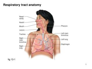 Respiratory tract anatomy