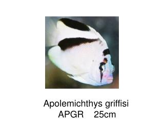 Apolemichthys griffisi APGR 25cm