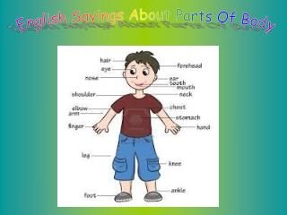 English Sayings About Parts Of Body
