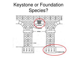 Keystone or Foundation Species?