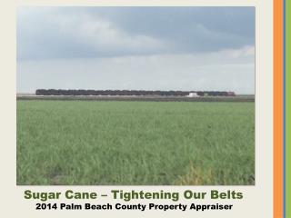 Sugar Cane – Tightening Our Belts 2014 Palm Beach County Property Appraiser