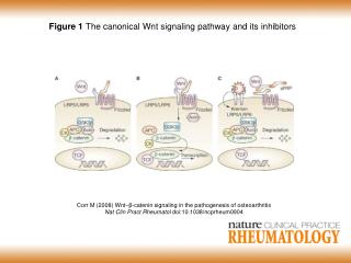 Figure 1 The canonical Wnt signaling pathway and its inhibitors