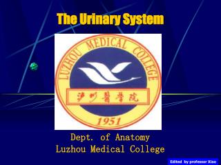 The Urinary System Dept. of Anatomy Luzhou Medical College