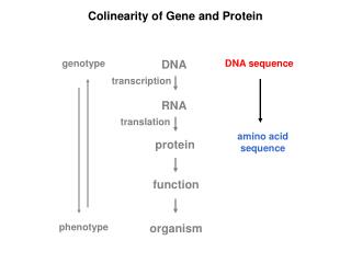 Colinearity of Gene and Protein