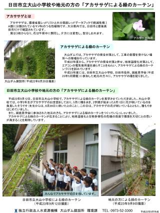 日田市立大山小学校や地元の方の「アカササゲによる緑のカーテン」