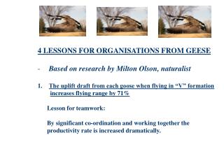 4 LESSONS FOR ORGANISATIONS FROM GEESE Based on research by Milton Olson, naturalist
