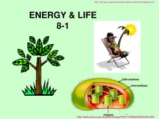 ENERGY &amp; LIFE 8-1