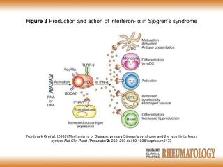 Figure 3 Production and action of interferon- α in Sj ö gren’s syndrome