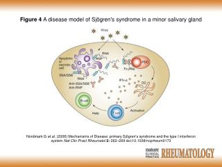 Figure 4 A disease model of Sj ö gren's syndrome in a minor salivary gland