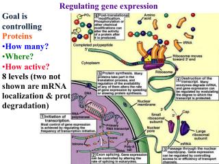 Regulating gene expression Goal is controlling Proteins How many? Where? How active?