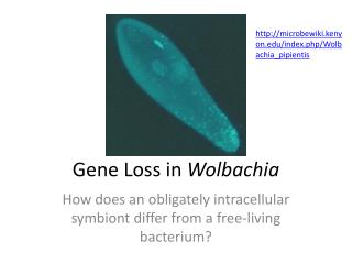 Gene Loss in Wolbachia