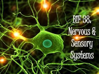 BIF 38: Nervous &amp; Sensory Systems