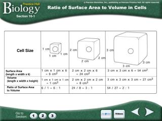 Ratio of Surface Area to Volume in Cells