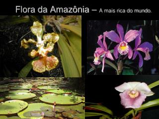 Flora da Amazônia – A mais rica do mundo.