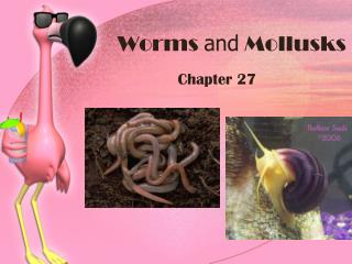 Worms and Mollusks